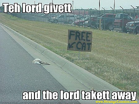 Free Cat