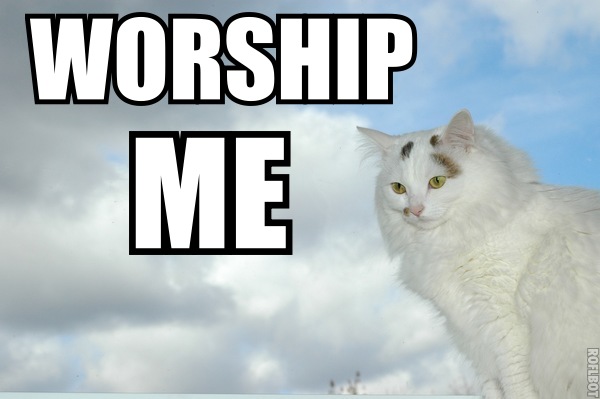 worship me cat