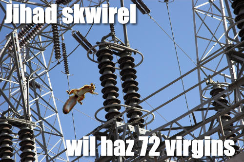 Jihad Squirrel