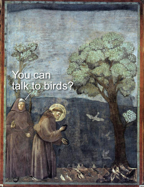 Talk to the Birds