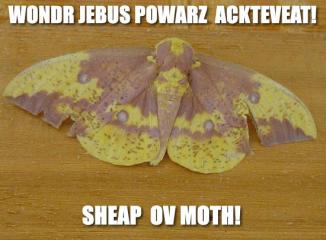 WONDER JEBUS POWERS ACTIVATE!  SHAPE OF A MOTH!