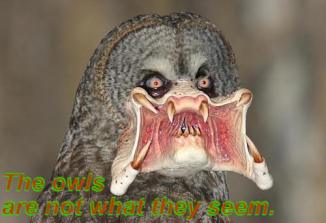 The owls are not what they seem.