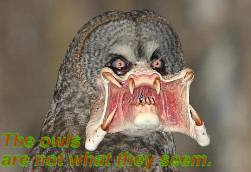 The owls are not what they seem.