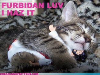 Furbidan Luv. I haz it